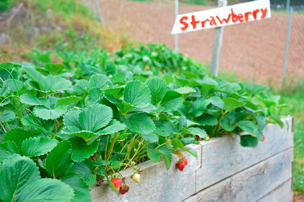 Community Garden Strawberries