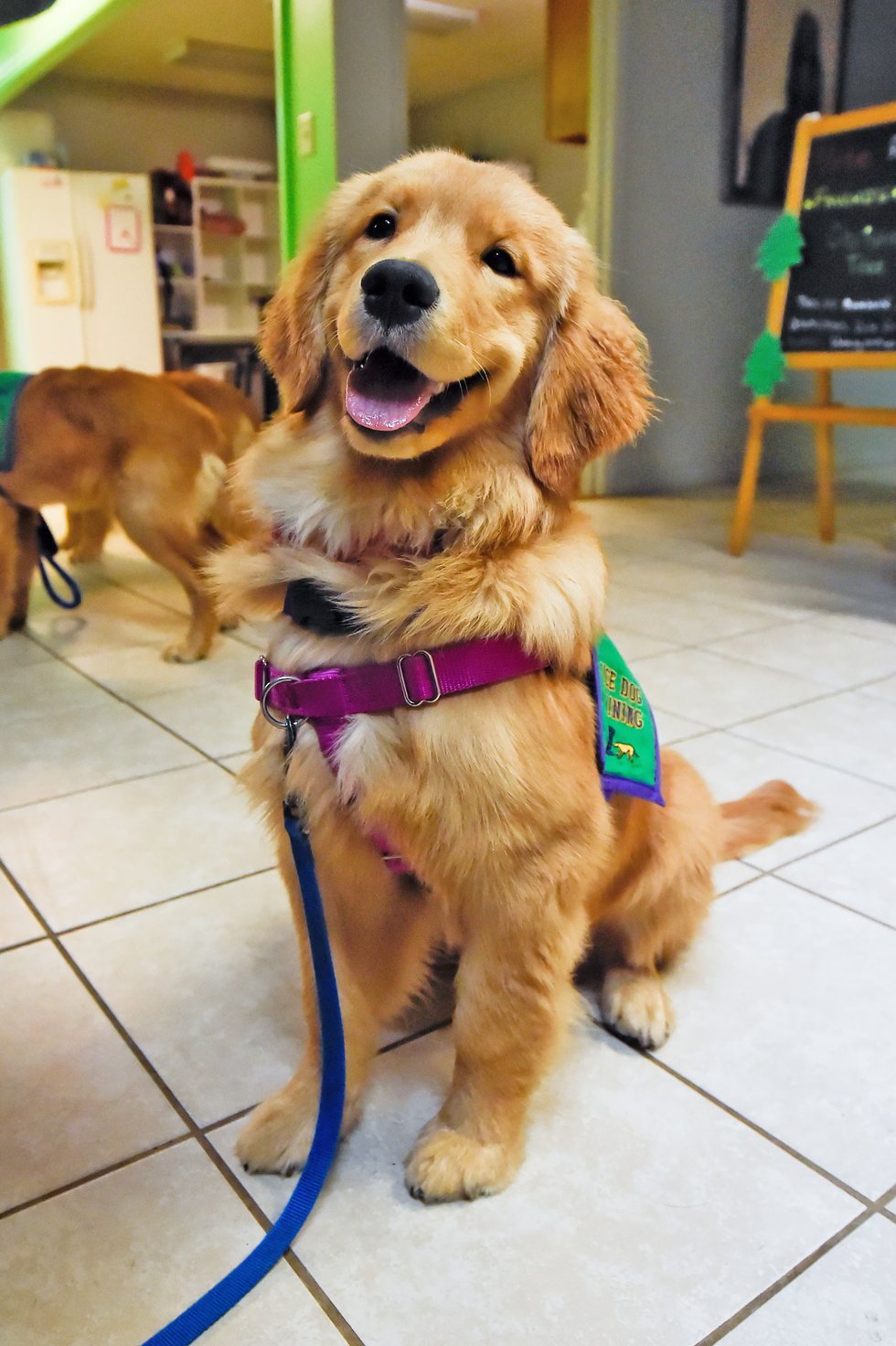 epilepsy therapy dogs
