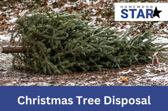 Christmas Tree Disposal.jpg