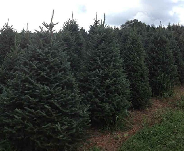 1212 Christmas Trees Field