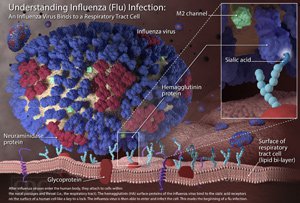 influenza-virus-fulltext-sm.jpg